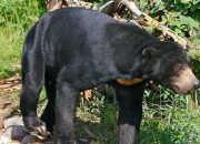 Diduga Mencari Makan, Beruang Madu Masuk Kebun Karet