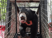 Beruang Madu yang Masuk Perkampungan Berhasil Dievakuasi
