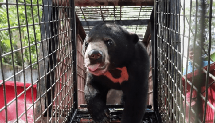 Beruang Madu yang Masuk Perkampungan Berhasil Dievakuasi