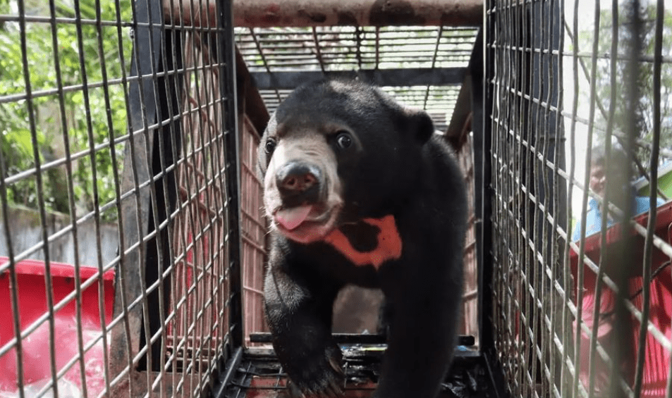 Beruang madu jantan berumur satu tahun yang masuk ke permukiman warga di Kabupaten Indragiri Hulu berhasil dievakuasi. | Foto: Yayasan Cinta Satwa Riau/Instagram