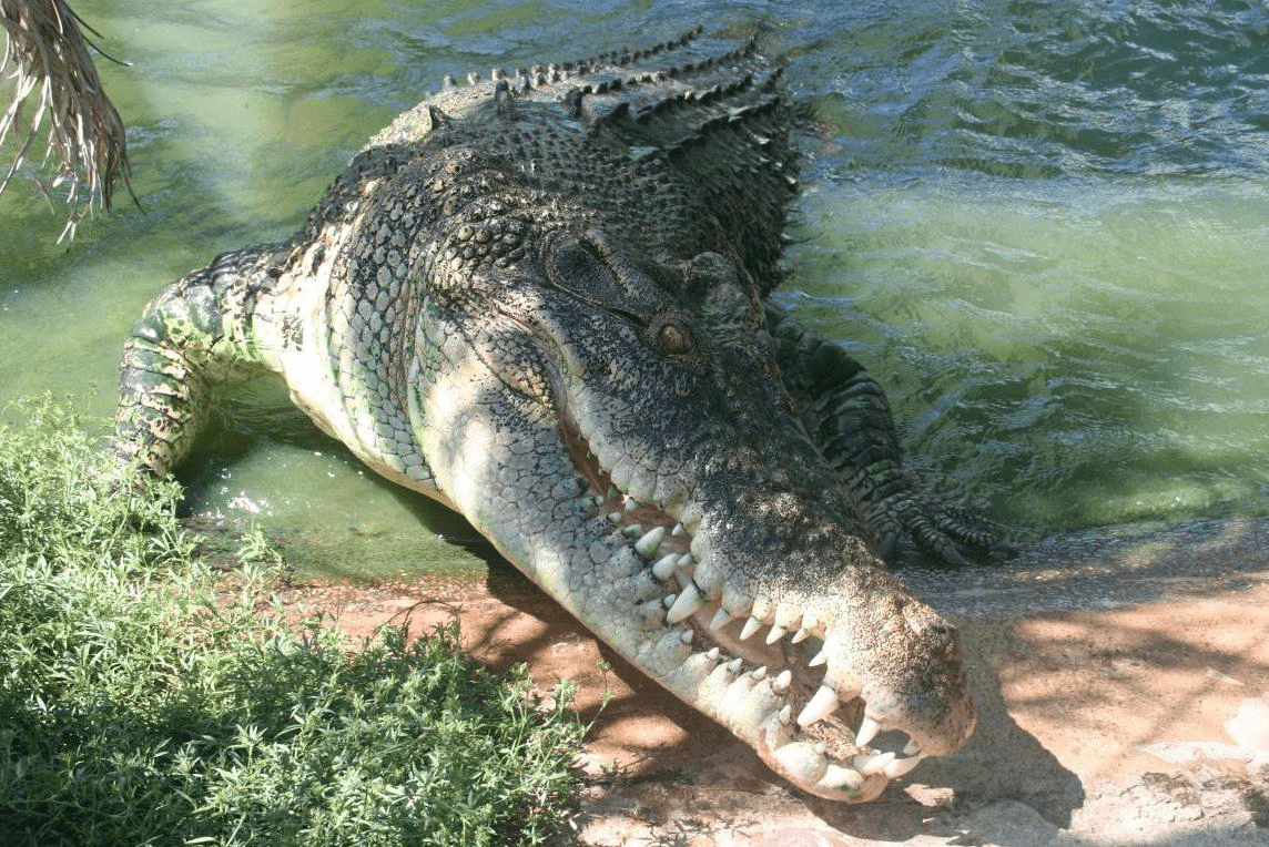 Ilustrasi, buaya muara dengan nama latin Crocodylus porosus. | Foto: Wikipedia 