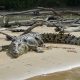 Ilustrasi seekor buaya muara atau dalam bahasa ilmiah disebut Crocodylus porosus. | Foto: pen_ash/Pixabay