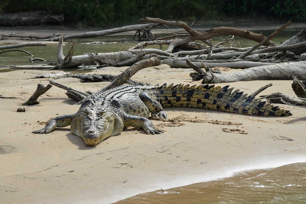 Ilustrasi seekor buaya muara atau dalam bahasa ilmiah disebut Crocodylus porosus. | Foto: pen_ash/Pixabay