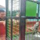 Burung elang tikus (Elanus caeruleus) diserahkan warga kepada BKSDA POs Jaga Sampit. | Foto: Borneonews