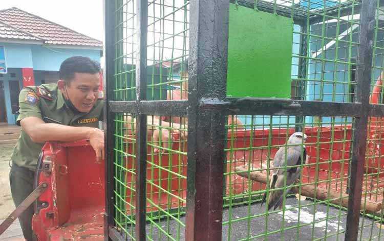 Burung elang tikus (Elanus caeruleus) diserahkan warga kepada BKSDA POs Jaga Sampit. | Foto: Borneonews