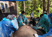 Gajah Dwiki Mati di Penangkaran karena Infeksi Gigi
