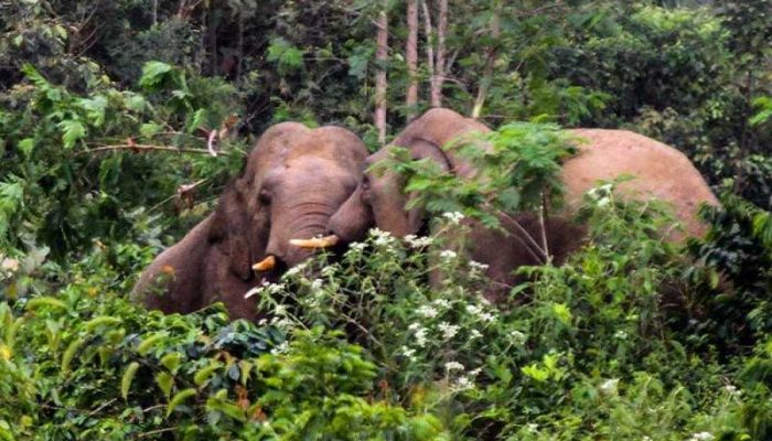 Konflik Manusia dan Gajah Sumatera Makan Korban Jiwa