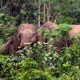Ilustrasi gajah sumatera liar masuk perkebunan kopi warga di KM 37 Jabal Antara, Kecamatan Nisam Antara, Aceh Utara, MInggu (3/7/2022). | Foto: Bisnis.com