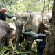 BKSDA akan petakan wilayah pergerakan gajah dengan memasangkan GPS Collar pada satu individu gajah di tiap kelompok. | Foto: Dok. BKSDA Aceh