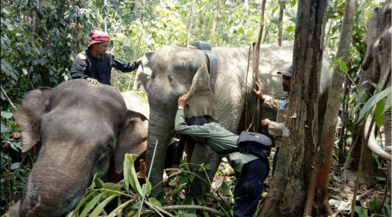 BKSDA akan petakan wilayah pergerakan gajah dengan memasangkan GPS Collar pada satu individu gajah di tiap kelompok. | Foto: Dok. BKSDA Aceh