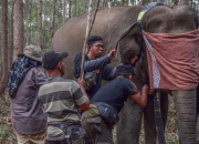 Tiga Gajah Liar di Pekanbaru Riau Dipasangi GPS Collar