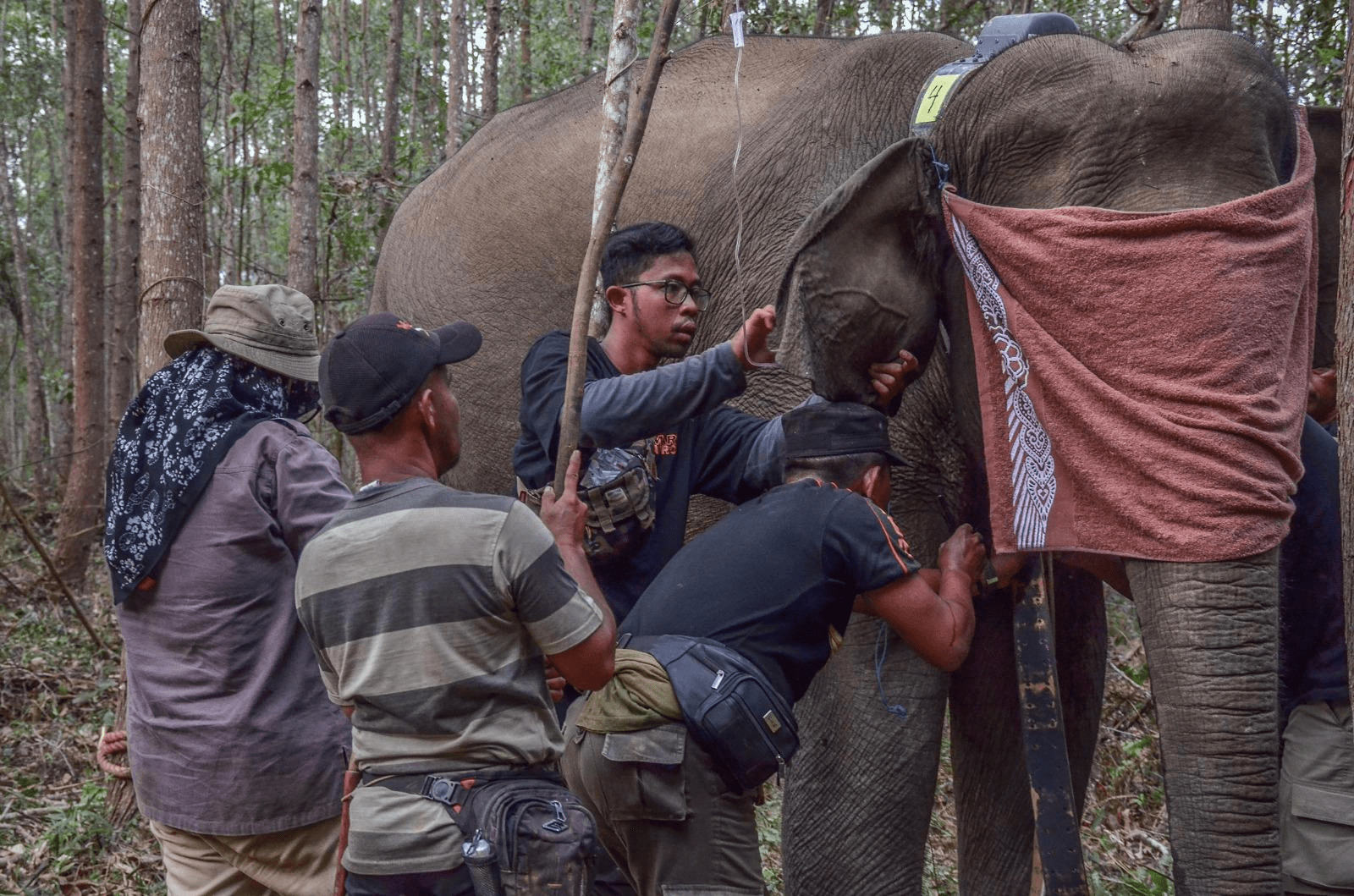 Tim BBKSDA Riau bersama pihak terkait lainnya saat melakukan pemasangan GPS Collar ke salah satu gajah liar. | Foto: Dok BBKSDA Riau/KSDAE KLHK 