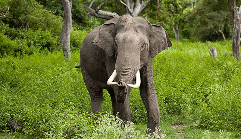 Ilustrasi gajah sumatra (Elephas maximus sumatrensis). | Foto: Beritakini.co