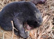 Dua Beruang Madu Terkena Jerat, Satu Terpaksa Diamputasi