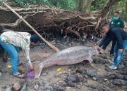 Seekor Dugong Mati Terdampar di Pulau Bawean