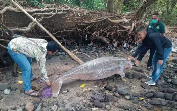 Seekor mamalia dugong ditemukan mati di Pantai Ghelugur pada Sabtu (4/2/2023). | Foto: Peloporkrimsus