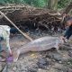 Seekor mamalia dugong ditemukan mati di Pantai Ghelugur pada Sabtu (4/2/2023). | Foto: Peloporkrimsus