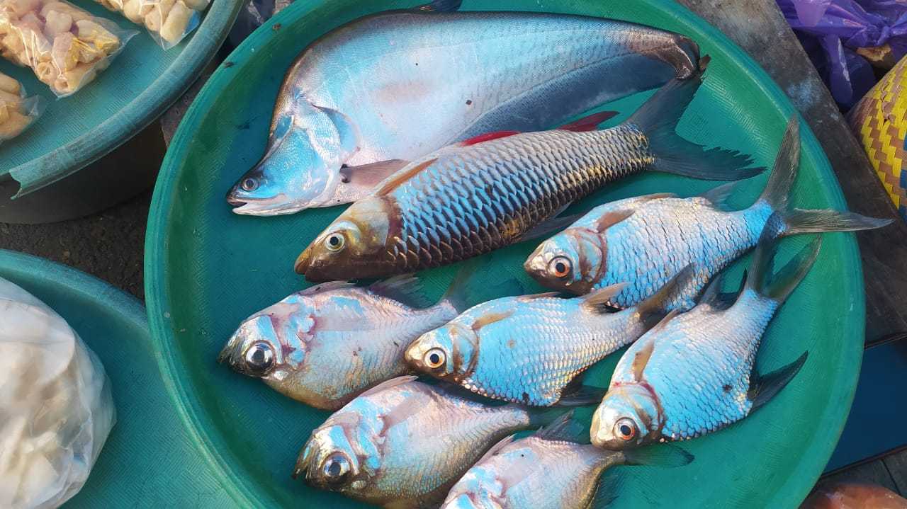 Ikan Belida atau Pipih dan ikan lainnya, hasil tangkapan nelayan dari Sungai Barito. | Foto: rdy