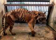Pro Kontra Night Zoo Kebun Binatang Surabaya