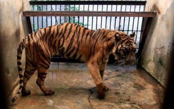 Ilustrasi Melanie, harimau sumatera berusia 15 tahun yang menderita gangguan saluran pencernaan saat berada di kandang Kebun Binatang Surabaya, (22/4/2014). | Foto: Fully Syafi/Tempo