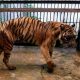 Ilustrasi Melanie, harimau sumatera berusia 15 tahun yang menderita gangguan saluran pencernaan saat berada di kandang Kebun Binatang Surabaya, (22/4/2014). | Foto: Fully Syafi/Tempo