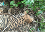 Seekor Harimau Sumatera Mati Diduga Keracunan