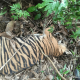 Bangkai harimau sumatera yang ditemukan di Peunaron, Aceh Timur pada Rabu (22/2/2023). | Foto: Dok. BKSDA Aceh