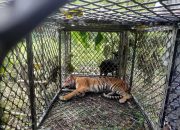 Dalam Kondisi Terluka, Harimau Masuk Perangkap BKSDA
