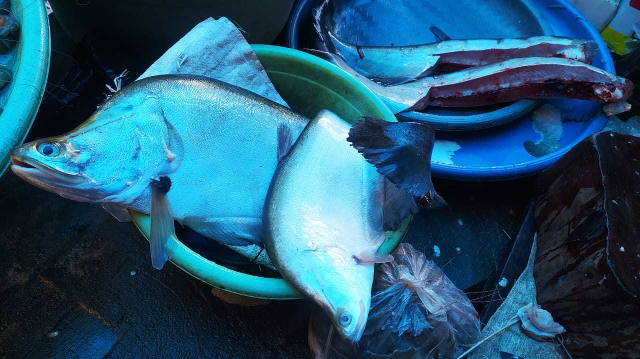 Ikan belida segar hasil nelayan tangkap ikan tradisional yang dijual oleh pedagang di Pasar Baru Marabahan. | Foto: rdy