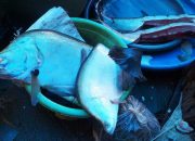Ikan Belida atau ikan Pipih dijual di pasar, ternyata salah satu satwa yang dilindungi. | Foto: rdy