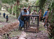 Harimau Sumatera Diduga Muncul di Perkebunan Sawit