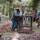 Pemasangan perangkap untuk harimau sumatera di Kabupaten Siak. | Foto: Dok. BBKSDA Riau