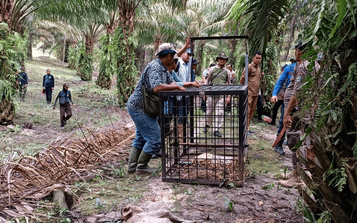 Pemasangan perangkap untuk harimau sumatera di Kabupaten Siak. | Foto: Dok. BBKSDA Riau 
