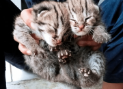 Ditemukan Warga saat Tebang Bambu, 2 Anak Kucing Hutan Diselamatkan