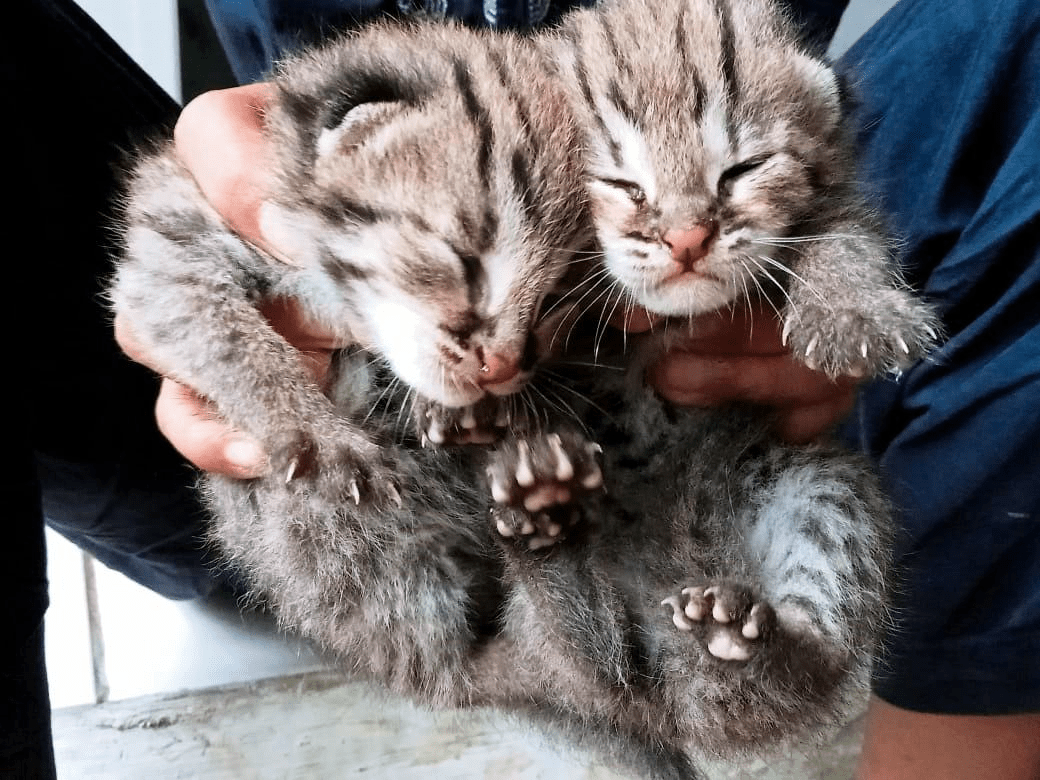 Dua anak kucing hutan congkok yang telah dievakuasi oleh oleh Tim Mitra Ranger Mekarbuana pada 29 Januari 2023. | Foto: Dok. Tim Mitra Ranger Mekarbuana