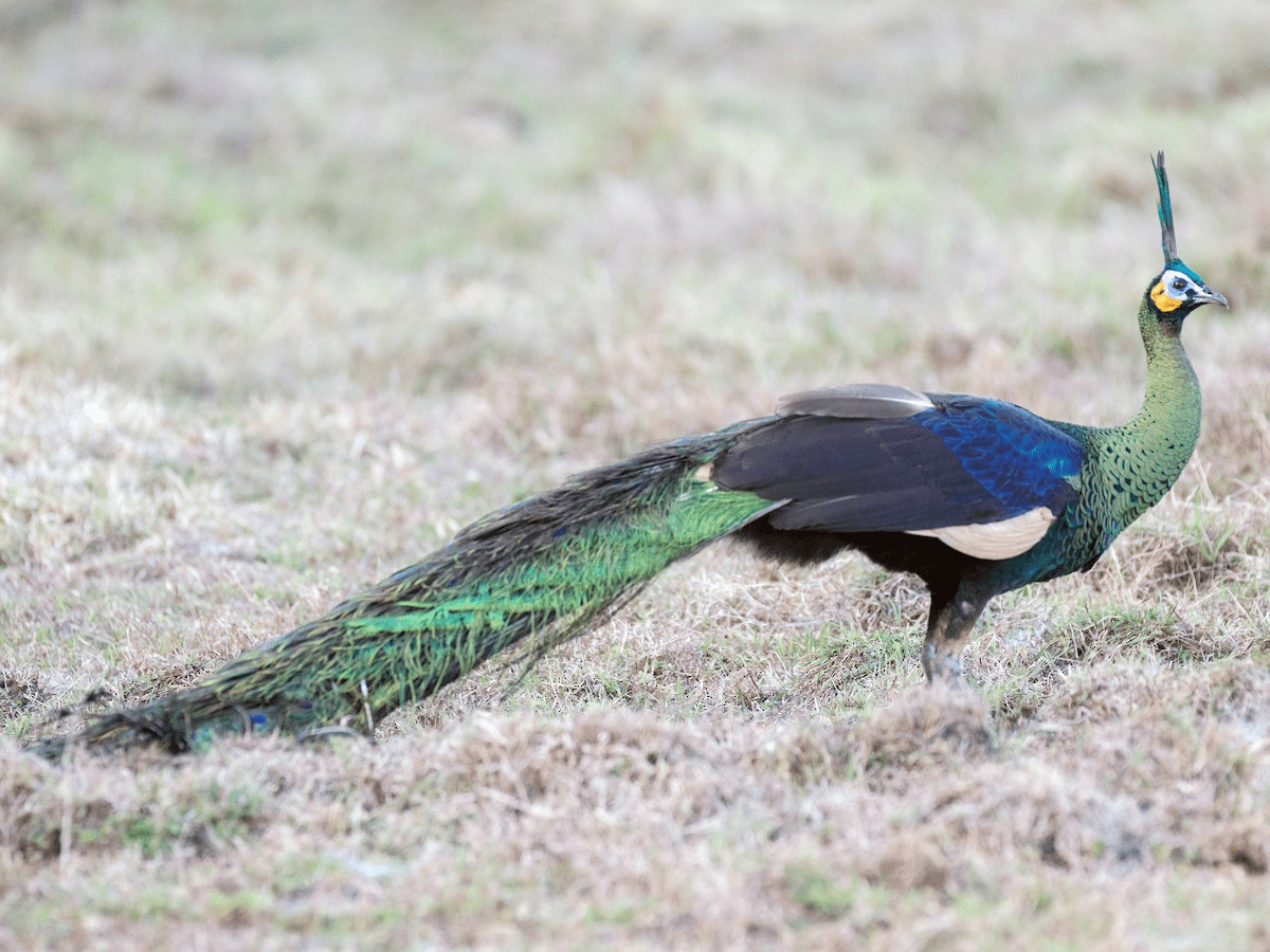 Burung merak hijau jantan. | Foto: Chris Barnes/eBird 