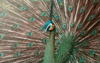 Merak Jawa, Burung Endemik yang Kian Terancam