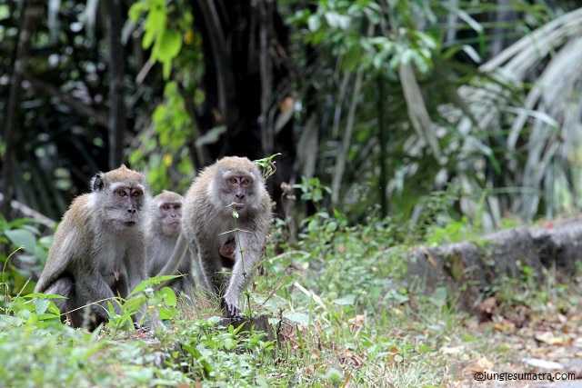 Ilustrasi monyet ekor panjang (Macaca fascicularis). | Foto: Jungle Sumatra