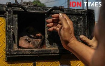Satu individu orangutan yang dipesan Min Hua dari Thomas Di Raider disita petugas di Terminal Bus Kota Binjai, Selasa (1/2/2022). | Foto: Dok. IDN Times