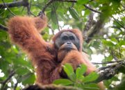 PLTA Batang Toru Diduga Membahayakan Orangutan Tapanuli