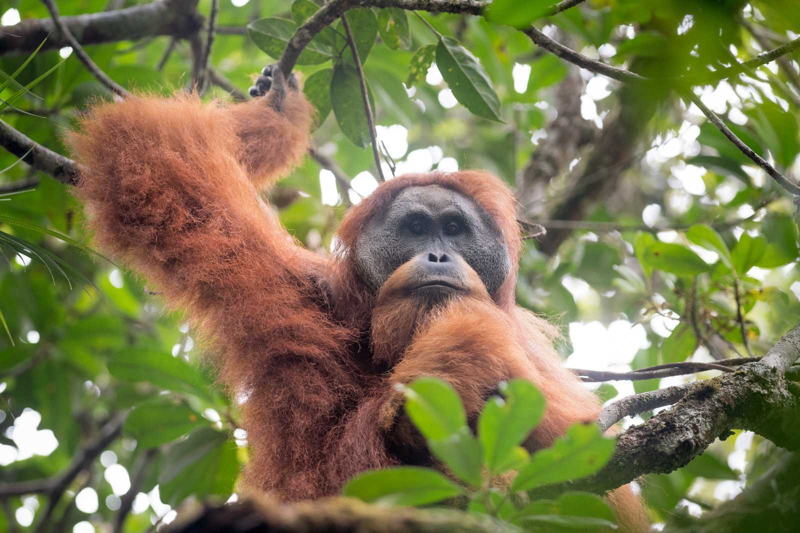 Orangutan tapanuli, satwa yang keberadaannya terancam akibat pembangunan PLTA Batang Toru. | Foto: Betahita
