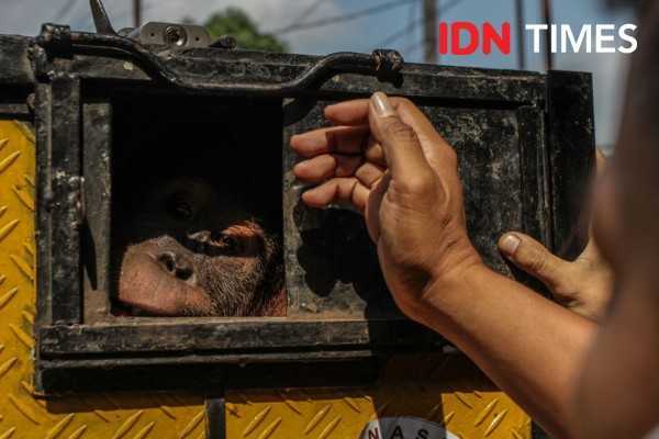 Satu individu orangutan yang dipesan Min Hua dari Thomas Di Raider disita petugas di Terminal Bus Kota Binjai, Selasa (1/2/2022). | Foto: Dok. IDN Times