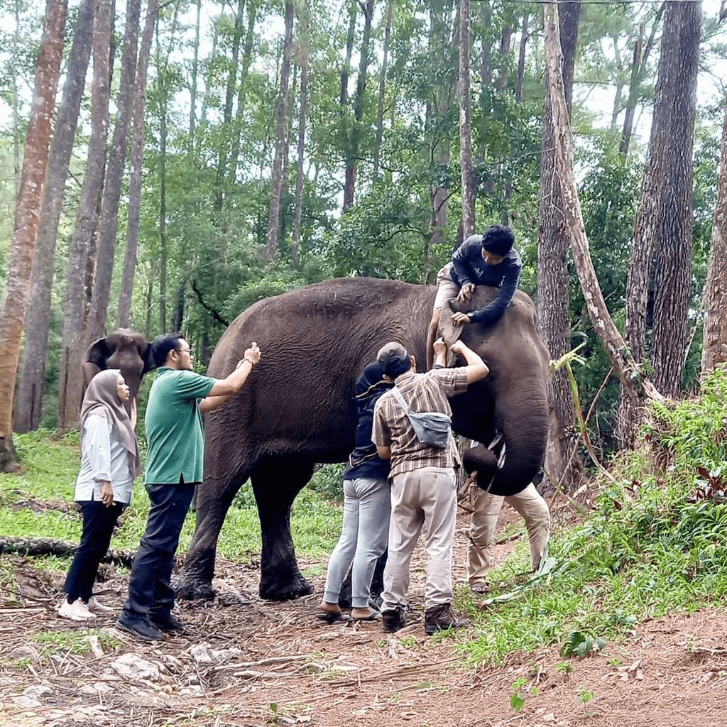 Proses pemeriksaan yang dilakukan kepada Dwiki, gajah jinak sumatra yang sakit di Aek Nauli Elephant Conservation Camp (ANECC). | Foto: Dok. BBKSDA Riau