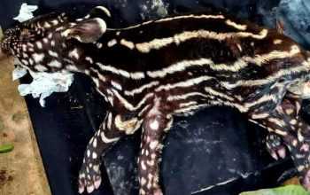 Tapirus indicus yang dirawat di kandang transit BBKSDA Riau tidak dapat bertahan hidup. | Foto: Go Riau
