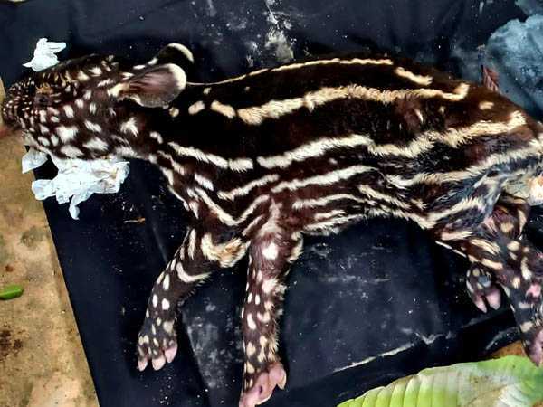 Tapirus indicus yang dirawat di kandang transit BBKSDA Riau tidak dapat bertahan hidup. | Foto: Go Riau