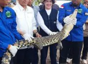 Buaya dan Kura-Kura Darat Kini Jadi Penghuni SM Padang Sugihan