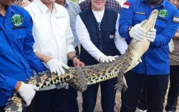 Satwa jenis reptil, yaitu buaya muara yang dilepasliarkan bersama kura-kura darat atau baning coklat di Suaka Margasatwa Padang Sugihan. | Foto: GlobalPlanetNews