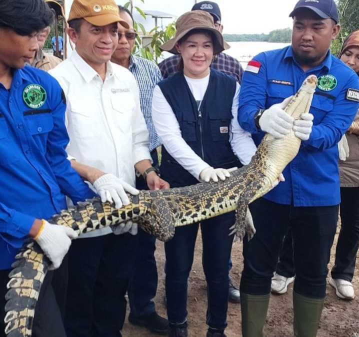 Satwa jenis reptil, yaitu buaya muara yang dilepasliarkan bersama kura-kura darat atau baning coklat di Suaka Margasatwa Padang Sugihan. | Foto: GlobalPlanetNews