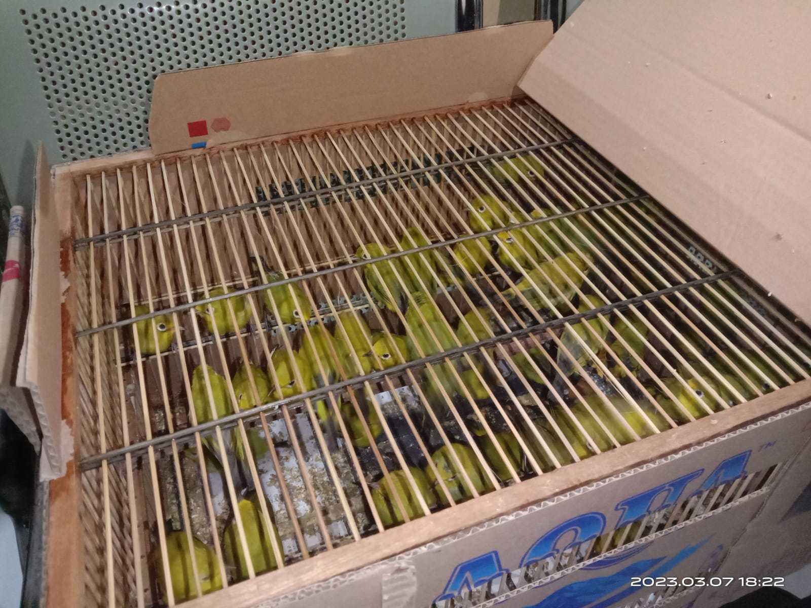 Sebanyak 64 ekor burung kacamata terdapat di dalam kardus yang akan diselundupkan menuju Kendari. | Foto: BKSDA Sulawesi Utara