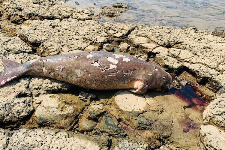 Satu individu duyung atau Dugong dugon mati di perairan Rabe, Desa Lebak, Kecamatan Sangkapura Pulau Bawean, Gresik, Jawa Timur, Kamis (9/3/2023). | Foto: Istimewa/Kompas